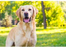 Нужен щенок лабрадор ретривер палевый