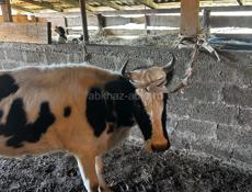 Продам корову с теленком 