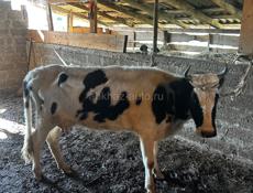 Продам корову с теленком 