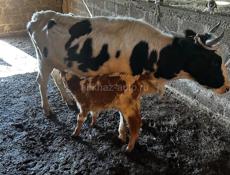 Продам корову с теленком 