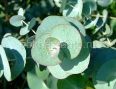 Серебристый эвкалипт 