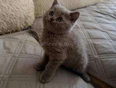 Британские котята.