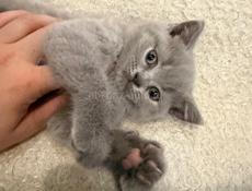 Британские котята. 