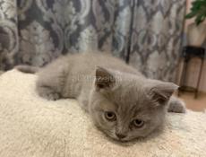 Британские котята.