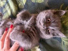 Британские котята.