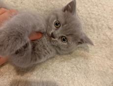 Британские котята.