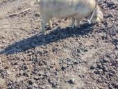 Продаётся свинья