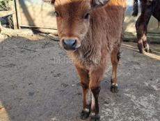 Телёнок тёлка