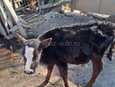 Телёнок бычок