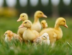 КУПЛЮ Мальеньких уток 🐤🦆