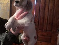 Продается щенки английского сеттера!