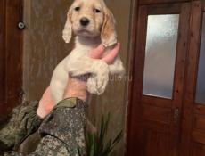 Продается щенки английского сеттера!