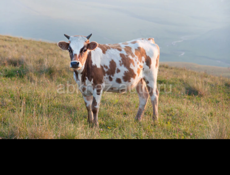 На мяса покупаю корову ,быка не совсем старый,до пяти голов,,денги толька даю в конце мая,расписку вам дам натариальна что не  подведу, у  меня в Гаграх большая столовая с первого мая открываю,не переживайте не подведу,я женшина взрослая .