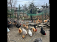 Продаются домашние куры и живые и чищеные в очамчире 