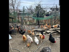 Продаются домашние куры и живые и чищеные в очамчире 