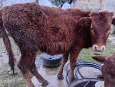 Бычок 45 , 50 кг ителка 50 кг цена 30 т за каждую срочна