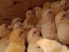 Цыплята мясо-яичных пород