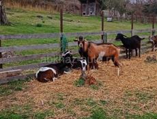 Козы из России с документами