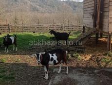 Козы из России с документами