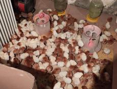 Продаю цыплят несушек Ломан Браун 