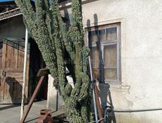 Цветущий Кактус Декоративный 