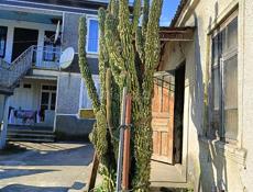 Цветущий Кактус Декоративный