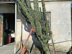 Цветущий Кактус Декоративный