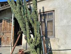 Цветущий Кактус Декоративный