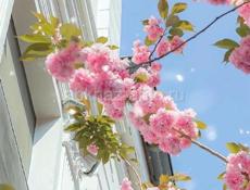 Сниму квартиру 