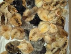 цеплята породистые 