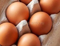 Продаются куриные яйца для инкубатора 