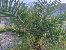 🌺Финиковая Пальма🌺