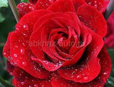 Девушка ищет удалённую работу!