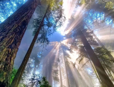 Тепличный каркас