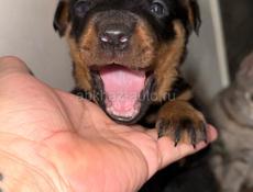 Чистокровные щенки королевского Ротвейлера