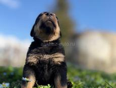 Чистокровные щенки королевского Ротвейлера