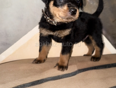 Чистокровные щенки королевского Ротвейлера