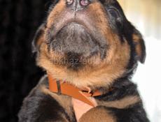 Чистокровные щенки королевского Ротвейлера