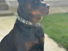 Чистокровные щенки королевского Ротвейлера