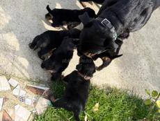 Чистокровные щенки королевского Ротвейлера