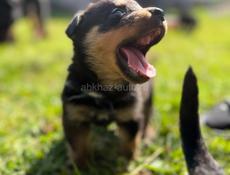 Чистокровные щенки королевского Ротвейлера