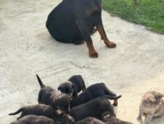 Чистокровные щенки королевского Ротвейлера