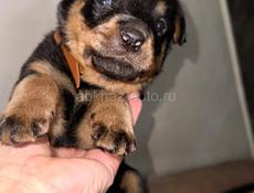 Чистокровные щенки королевского Ротвейлера