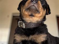 Чистокровные щенки королевского Ротвейлера