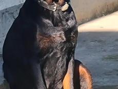 Чистокровные щенки королевского Ротвейлера