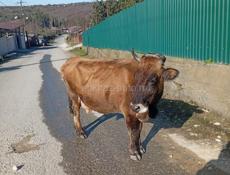 Дойная корова