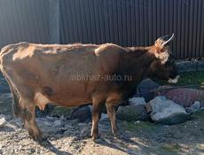 Дойная корова