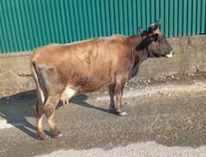 Дойная корова