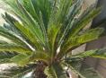 Продаю каралевская саговая пальма 