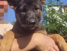 Немецкая овчарка